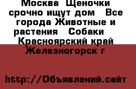 Москва! Щеночки срочно ищут дом - Все города Животные и растения » Собаки   . Красноярский край,Железногорск г.